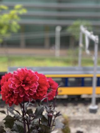 มาดูโรดัม