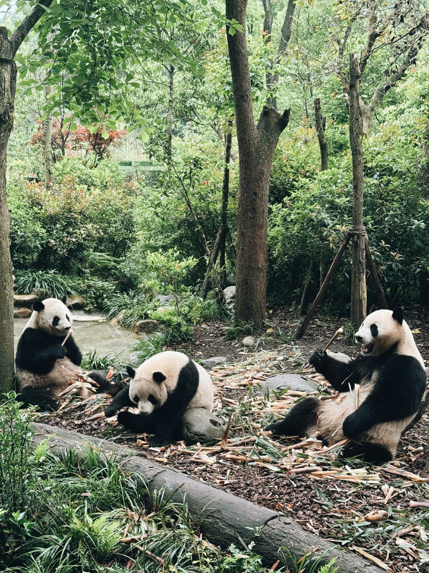 #arrivalguide 

🗺️Hey there, traveling stars!⚡
Panda Valley is located outside Chengdu city limits, near the historic Dujiangyan irrigation system. When I was calculating the transport logistics, I faced a choice between a direct highway taxi or local trains. Here is the exact speed and budget breakdown I verified on the ground.The Taxi Option: A direct Didi or taxi from central Chengdu (like Chunxi Road) takes 1.5 to 2 hours depending on brutal morning rush-hour traffic. It costs roughly $25–$35 USD (180–250 RMB) one way.The Train Winner: I chose to take the modern High-Speed Intercity Train from Chengdu West Station to Dujiangyan Station. The bullet train flies at 200 km/h, bypasses all traffic, and takes exactly 30 minutes!The Cost: A second-class train ticket costs a ridiculous $1.50 USD (10 RMB)! From Dujiangyan station, a quick 10-minute local taxi to Panda Valley costs just $2 USD (15 RMB).
⚙️ My Step-by-Step Arrival Route:Book your train ticket on Trip.com 2 days in advance (Chengdu West to Dujiangyan).Board the 7:15 AM bullet train.Arrive at Dujiangyan at 7:45 AM, hop into a local station taxi, and you are at the Panda Valley gates exactly at 8:00 AM opening!
🌟  Ride the bullet trains, save your budget, and bypass the highway traffic jams!
📍 Location: Dujiangyan Railway Station to Panda Valley
🗺️ Address: Tianfu Avenue, Dujiangyan, Chengdu, Sichuan, China

#ArrivalGuide #ChengduLogistics #ChinaTrains #PandaValleyDujiangyann #BudgetTravel