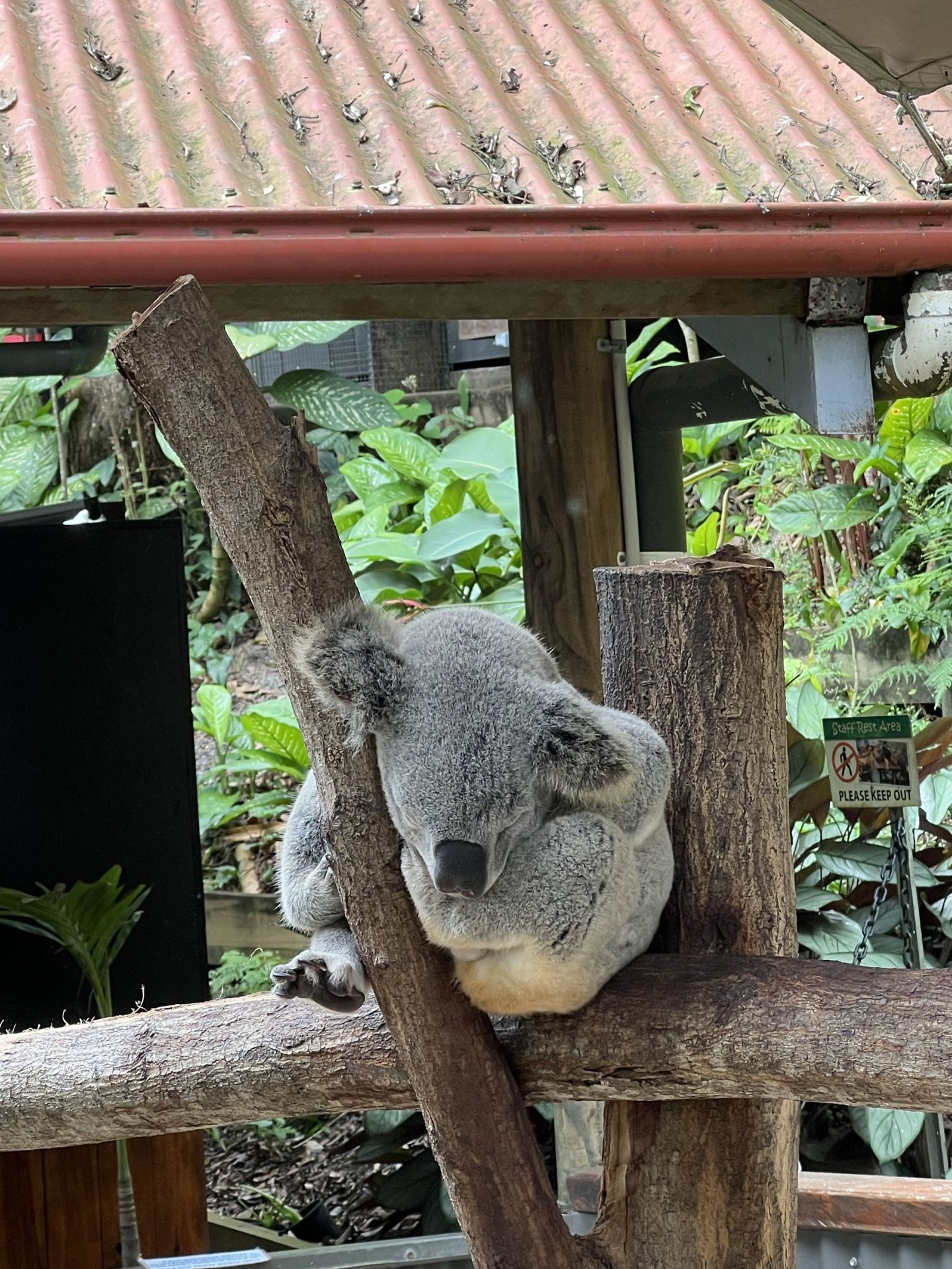 Exploring Kuranda: Stunning Views and Unique Wildlife Experiences