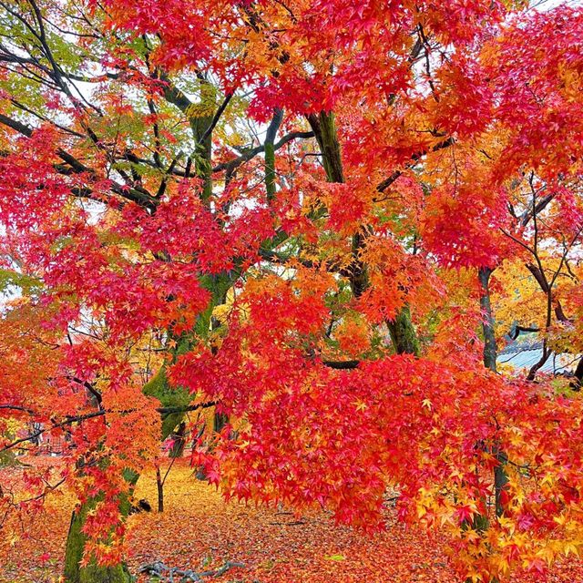 日本枫叶季