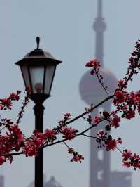 Shanghai in Bloom - Oriental Pearl Tower🌷🌸