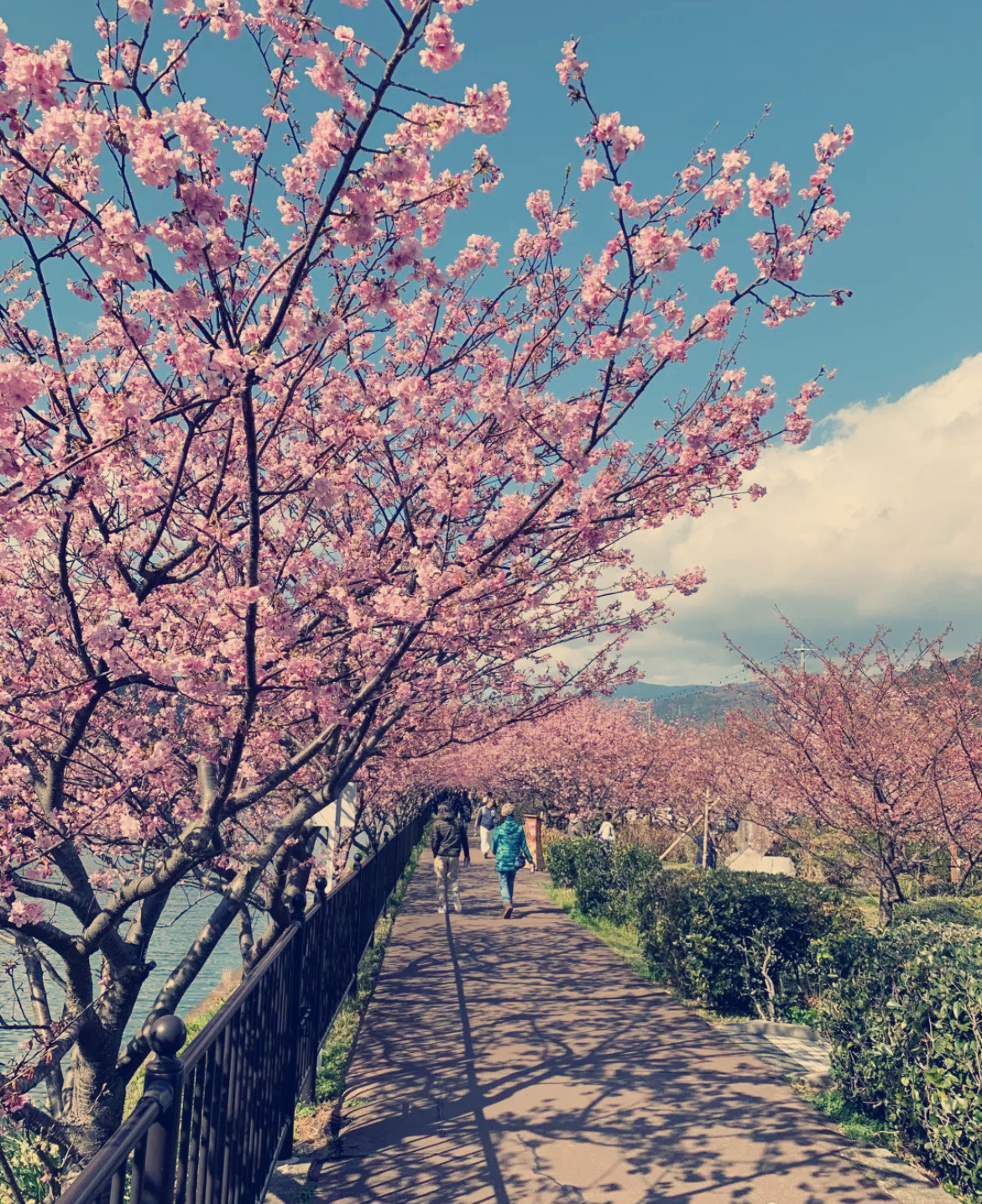 Three Choice Spots for Cherry Blossom Viewing Unique to Minato