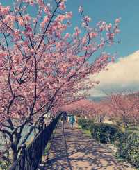 Japan's cherry blossoms are in full bloom, won't you come?