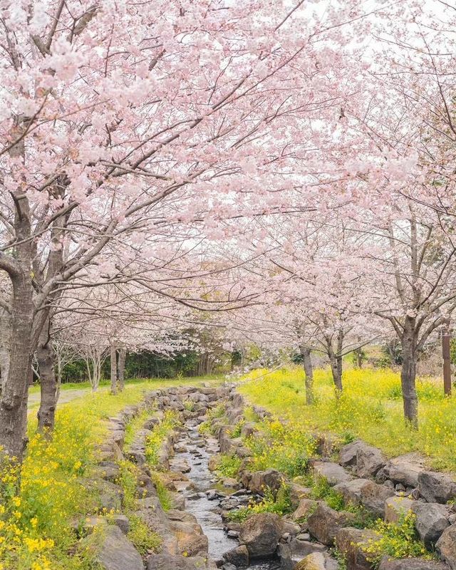 Jeju Island, a holy land for cherry blossom viewing.