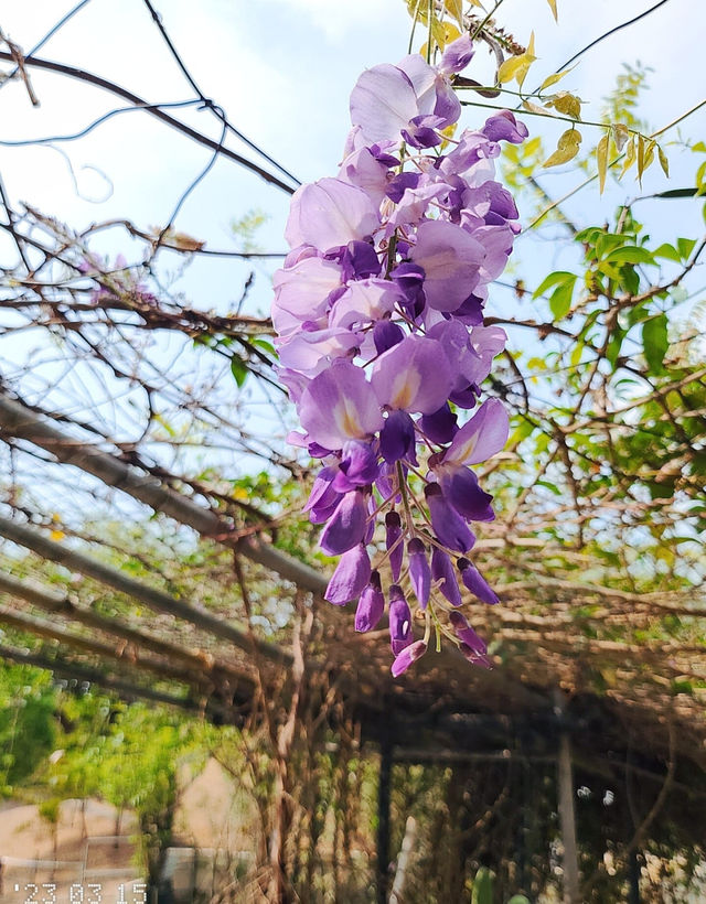 Hong Kong Flower Appreciation | Beautiful blooming of Wisteria at Shenzhen's Qingkuai Tang