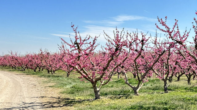 Stroll through Aitona, the flower town of Lleida province in Spain.