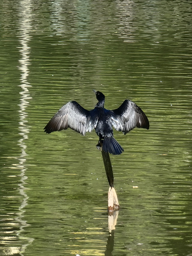 Explore Parque Estadual da Cantareira in São Paulo.