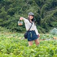 Harvesting Happiness: Fruits and Vegetables 