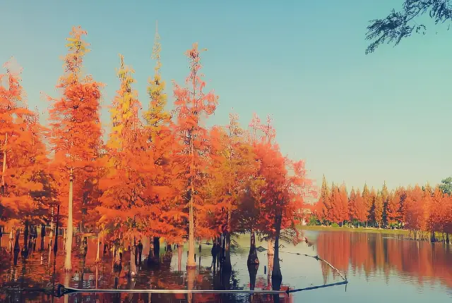 Chengdu's Little Erhai! The metasequoia forest is like a forest in an oil painting