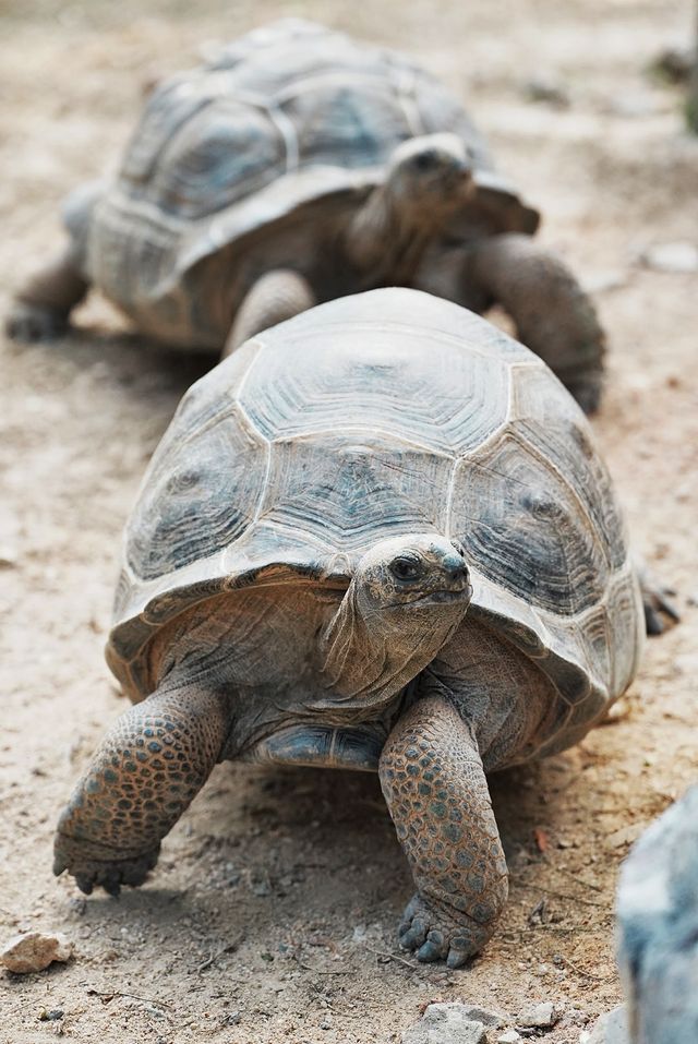 中山遊玩｜寶藏紫馬嶺動物園