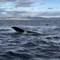 Whale watching in Hermanus!