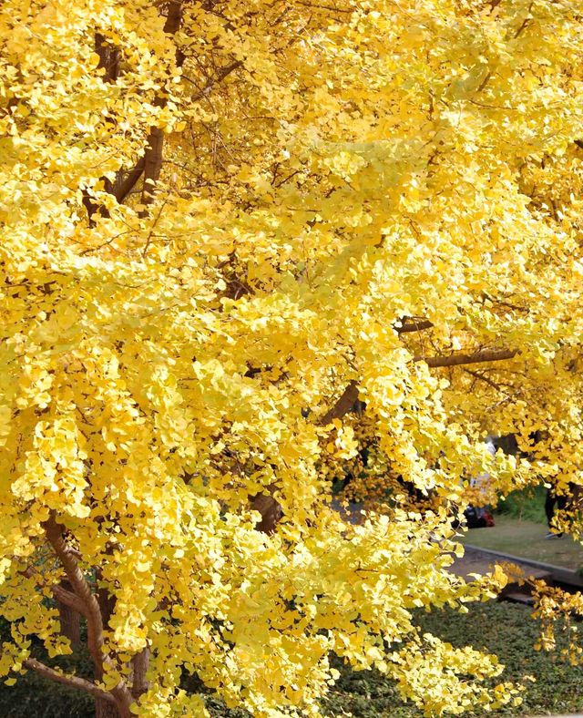 絕美濕地公園自然主義的天堂
