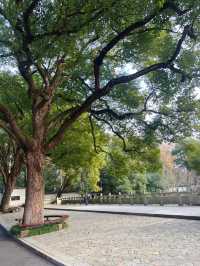 武漢小眾賞水杉地,讓你擺脫城市疲憊