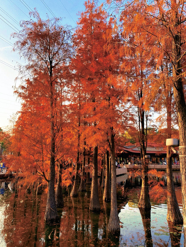 好天氣打卡 | 千燈湖公園落羽杉美如油畫