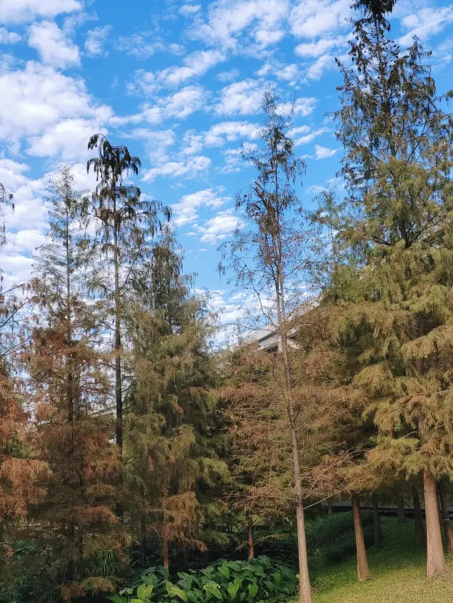 I'm not kidding! This is the ceiling of Metasequoia in Guangzhou, you can visit for a whole day without spending a penny, it's so picturesque