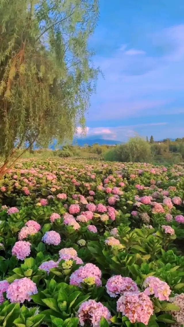 From elsewhere, go to the place where the mountain flowers are in full bloom - Yunnan, Dounan Wetland Hydrangea