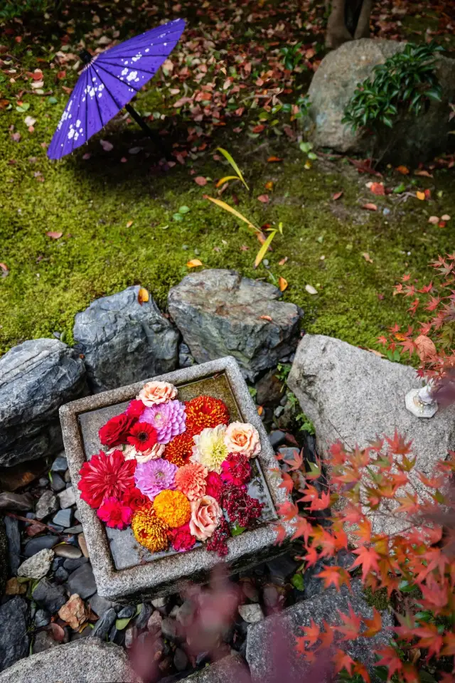 紅葉の季節の京都の女性の寺：勝林寺