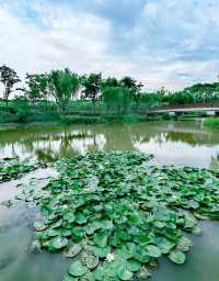 夏日賞荷,這裡的荷池別樣的美