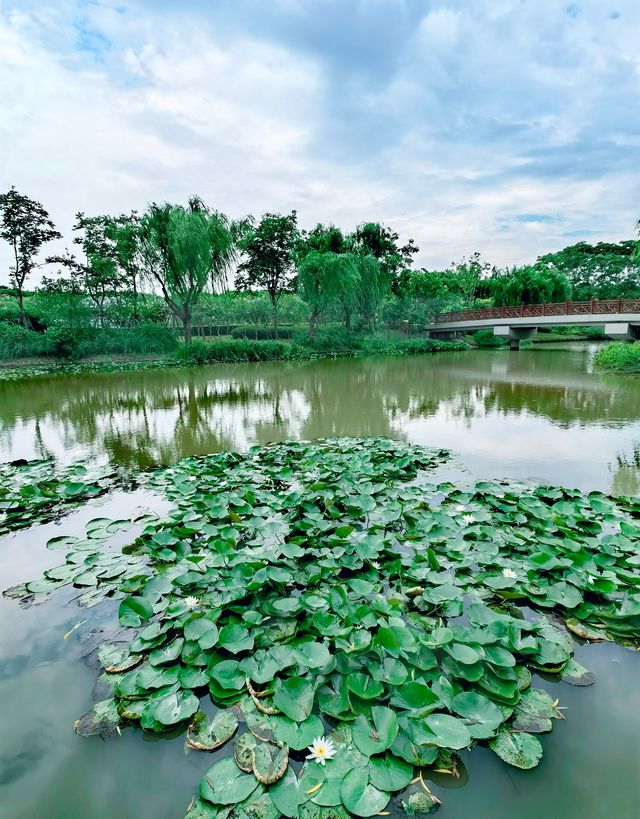 夏日賞荷,這裡的荷池別樣的美 夏日賞荷,這裡的荷池別樣的美