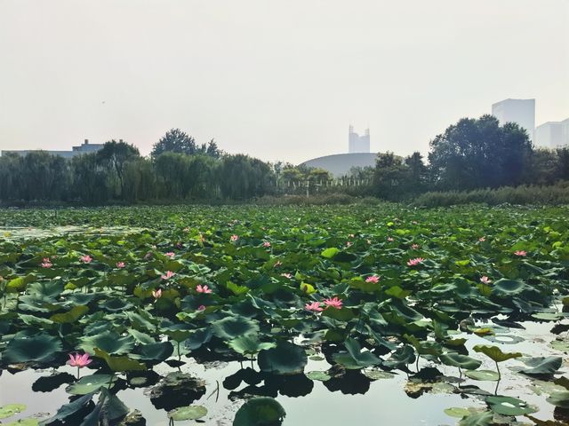 融入龍文化元素的～邯鄲龍湖公園