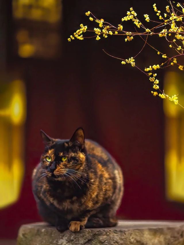 成都｜浣花溪公園的蠟梅開了