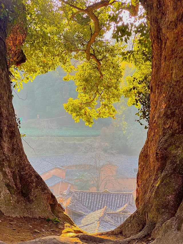 在麗水松陽｜藏在山裡的古村·楊家堂村