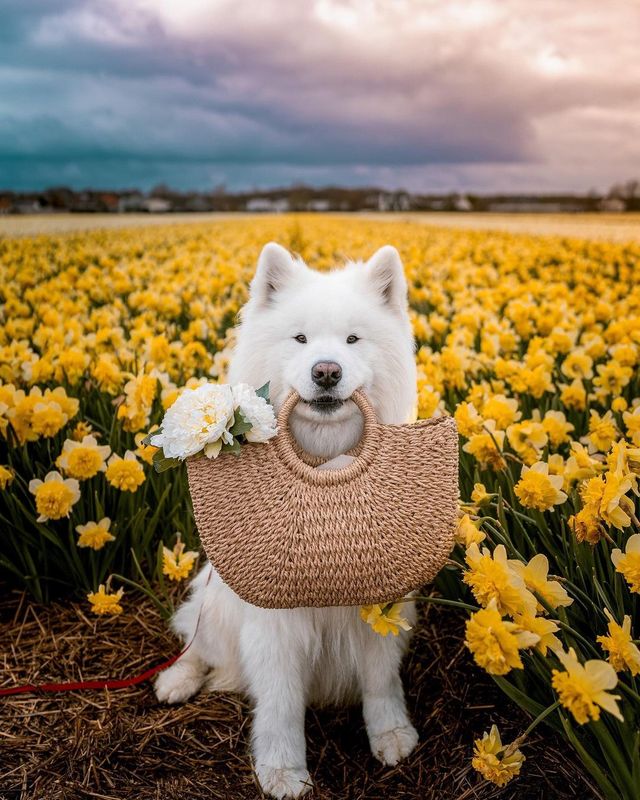 Felix's Flower Frenzy: Getting Ready for Valentine's Day!