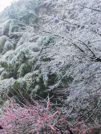 浙江的冰雪世界，我在缙云找到超美「魯冰花」