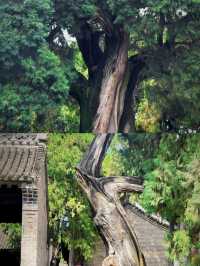 西安周邊遊•超震撼的古樹群，道不完的傳奇！
