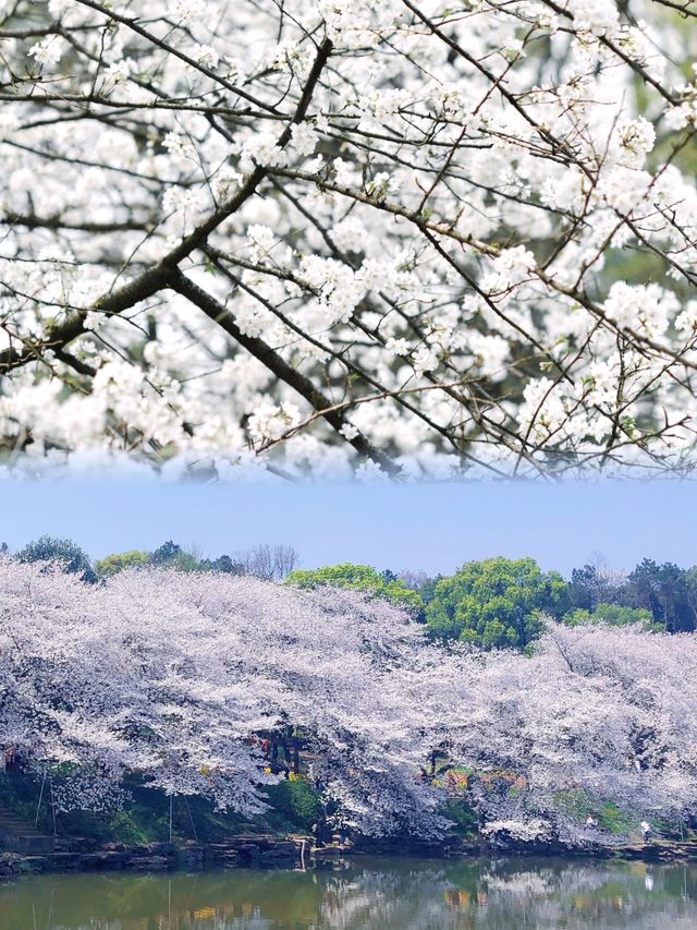 湖南省植物園櫻花海，春日賞花正當時