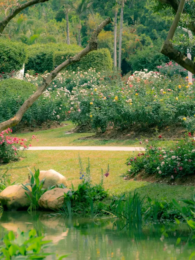 The flowers in Shenzhen have bloomed! Head to the People's Park flower exhibition!