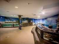 陽光海岸水族館 | 開啟奇妙的海底之旅