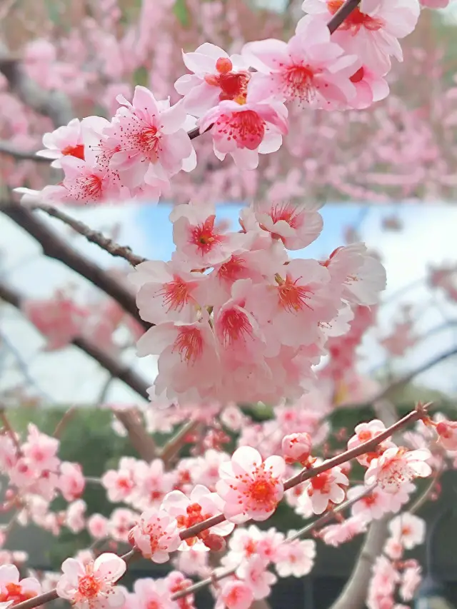도심 소수민족 벚꽃 구경지——정안조각공원