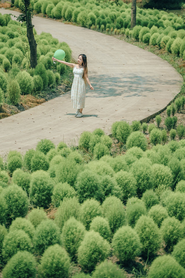 一年一度，軟萌的地肤草，又見面啦