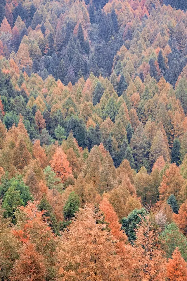 正式和秋天告個別吧重慶山王坪秋色正濃