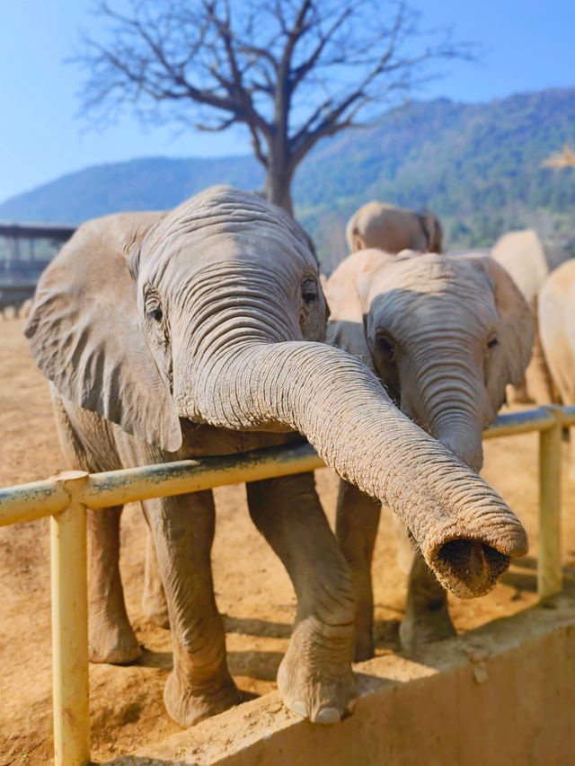 湖州龍之夢動物世界個避坑總結