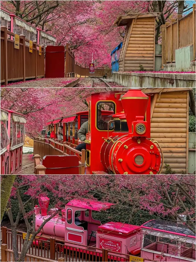 Fujian's cherry blossom garden hidden in comics