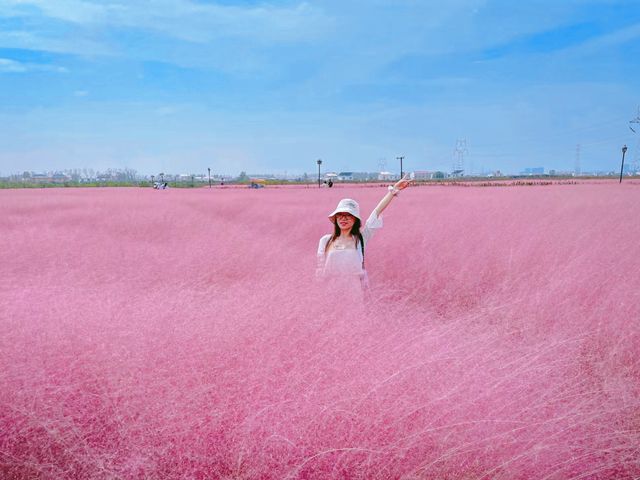 粉黛亂子草|秋日限定的粉色浪漫以草之名比花更美