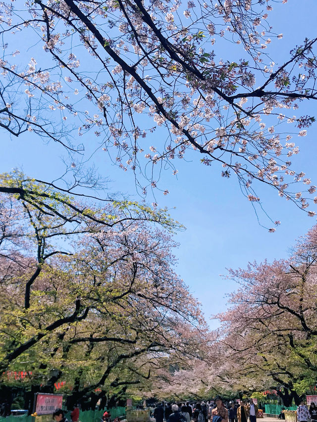 文化森林 | 春日無限浪漫ノ櫻花上野