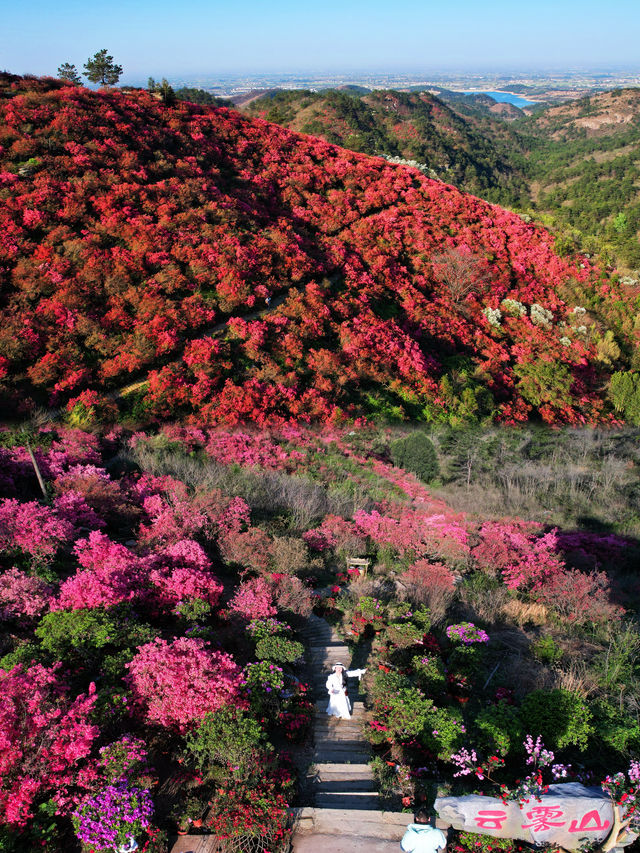 雲霧山木蘭花海杜鵑花開滿山紅