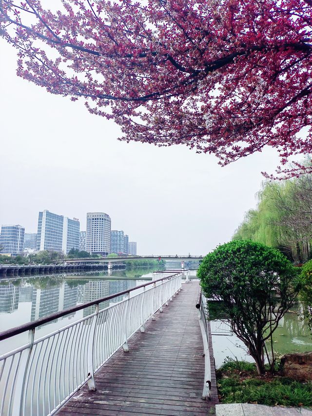 京杭大運河流過嘉興，織成一條華麗的彩帶