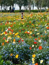 【獨墅湖公園虞美人花海】—— 莫奈花園般的浪漫景致