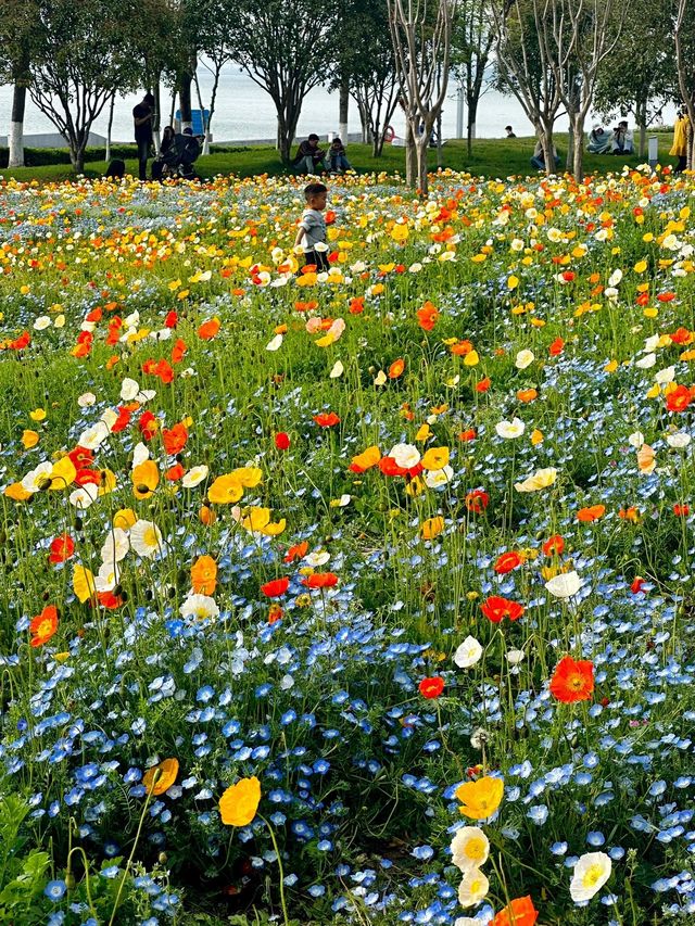 【獨墅湖公園虞美人花海】—— 莫奈花園般的浪漫景致