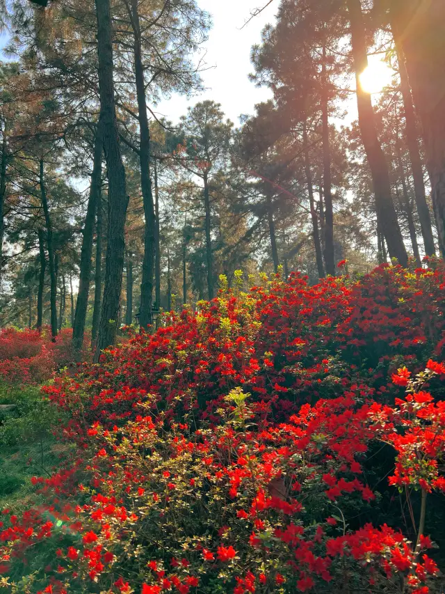 杭州有自己的莫奈花園 漫山杜鵑