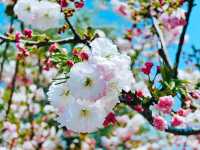 不到三小時就逛完了顧村公園