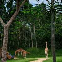 Australia Zoo have animals around world🦘🇦🇺