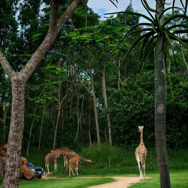 Australia Zoo have animals around world🦘🇦🇺