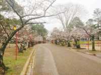 Hiokayama Hanami Peace