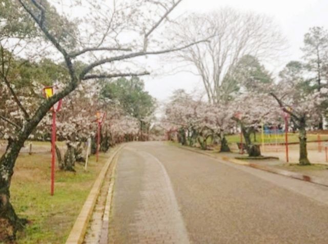 Hiokayama Hanami Peace