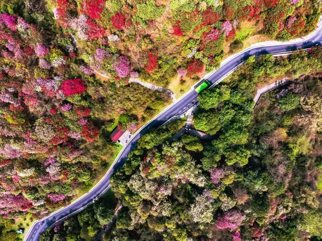 High-speed rail direct! The sea of flowers covering the mountains in April here has taken me by surprise with its stunning beauty